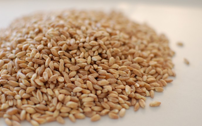 Semi-pearled farro